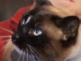 Dusty, le Snow Shoe kleptomane