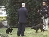 Buddy et Socks, le Golden Retriever et le chat du président Bill Clinton