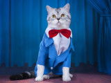 Un chat sur une scène portant un costume bleu avec un nœud papillon