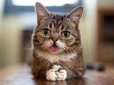 Lil Bub allong&eacute;e sur le ventre