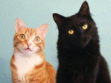 La photo de profil Facebook de Cole et Marmalade