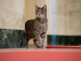 Willow, le chat gris tigré du président Joe Biden.