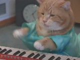 Keyboard Cat, chat devenu célèbre sur internet