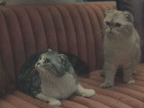 Olivia Benson, l'une des chattes de la chanteuse Taylor Swift
