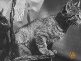 Les chats du président américain Calvin Coolidge