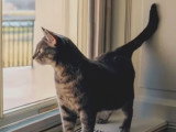Willow, le chat du président américain Joe Biden