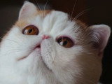 Snoopybabe, le chat peluche devenu star d'internet