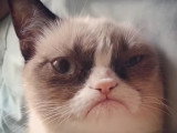 Grumpy Cat, le chat boudeur multimillionnaire