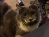 Hamilton, le chat hipster moustachu et star d'internet