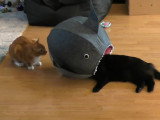 Cole et Marmalade, le duo de chats Youtubeurs