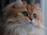 Smoothie, la chatte photogénique