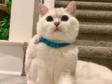 Coffee, le chat survivant au cancer