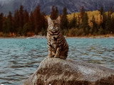Suki, le chat voyageur