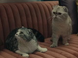 Le clip de « ME! » avec les deux chats de Taylor Swift