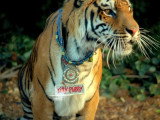 Le tigre « Kitty Purry » dans le clip Roar de Katy Perry