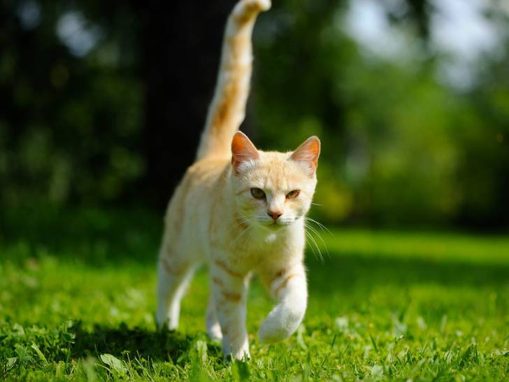 Beau chat beige qui gambade sur une pelouse