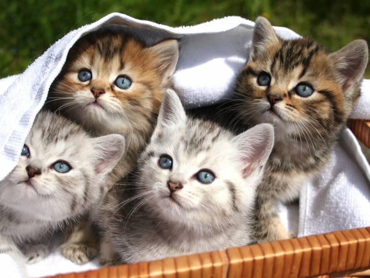 Quatre chatons dans un panier qui regarde dans la même direction