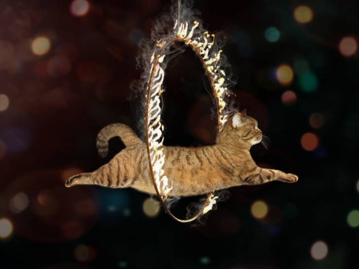 Chat traversant un anneau en feu