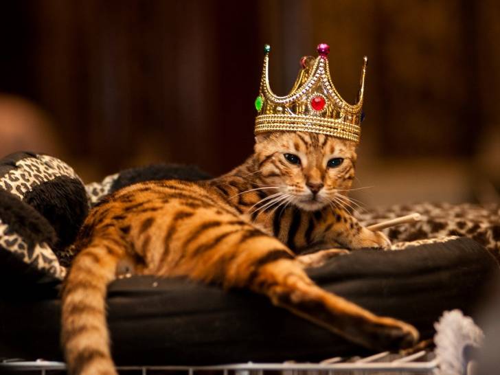 Chat couché portant une couronne