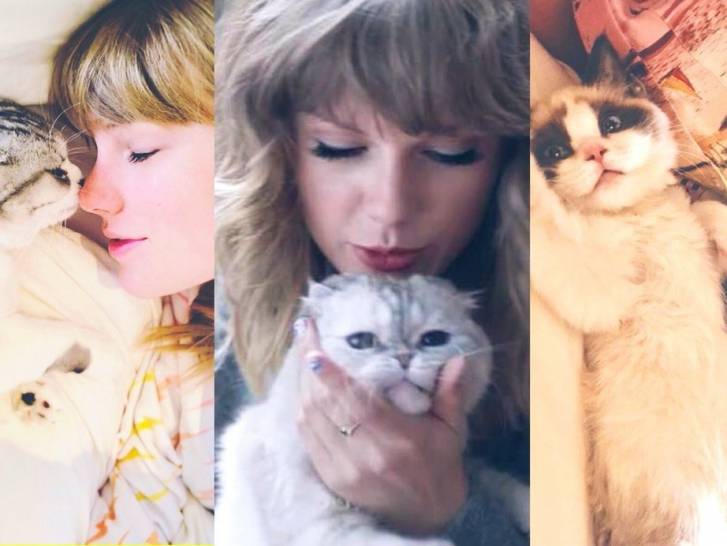 Les trois chats de Taylor Swift