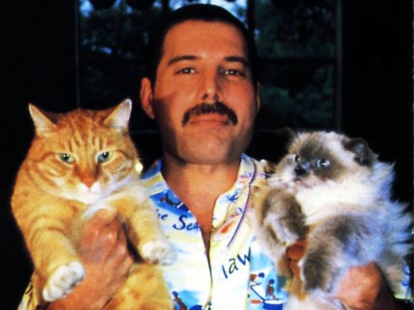 Les 10 chats de Freddie Mercury