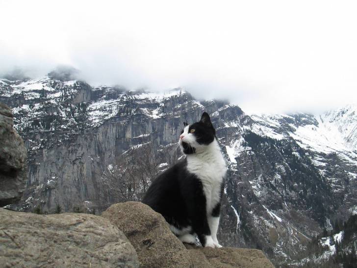 Le chat sauveteur des montagnes suisses
