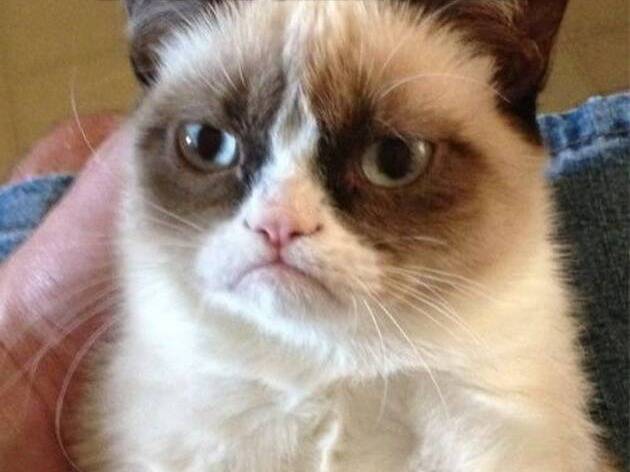 Un portrait du Grumpy Cat qui a donné lieu à de nombreux mèmes