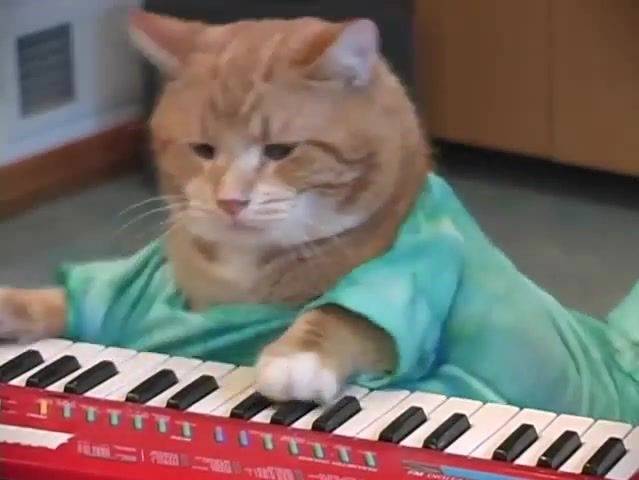 Le Keyboard Cat devant son piano