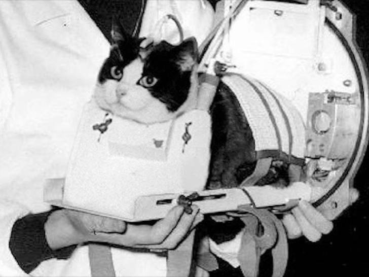 Photo de Félicette, la chatte envoyée dans l'espace en 1963