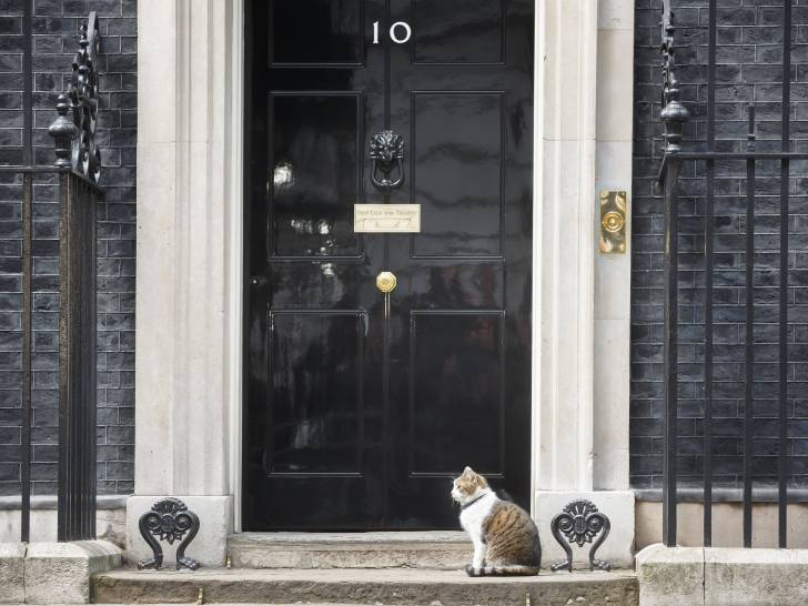 Un chat assis devant la porte du 10 Downing Street, à Londres