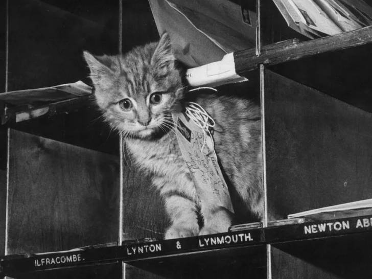 Un chaton se tenant dans une boîte de tri de la poste britannique