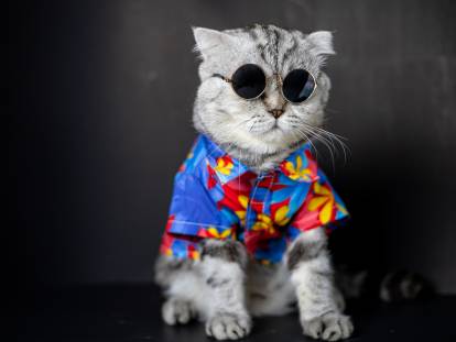 Un chat tigré habillé et portant des lunettes de soleil rondes
