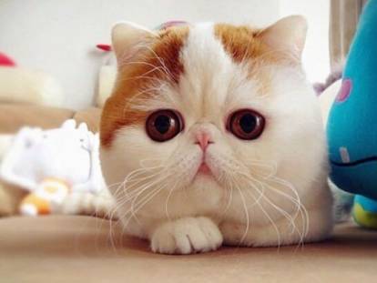 Snoopybabe Le Chat Peluche 15 Chats Stars D Internet Et Des Reseaux Sociaux