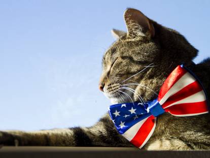 Gros plan sur un chat portant un nœud papillon aux couleurs et motifs du drapeau américain.