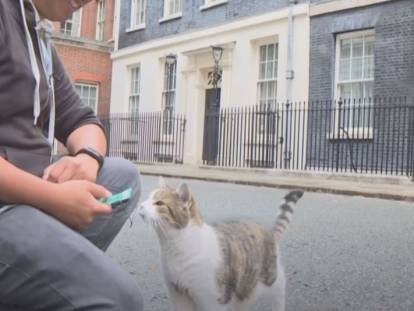 Larry, un chat britannique photogénique et célèbre sur Twitter