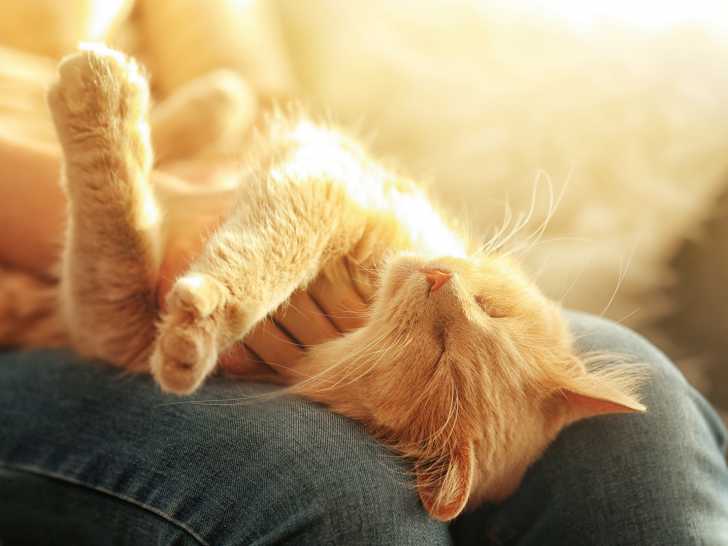 Chat couché sur les genoux de son maître se fait caresser