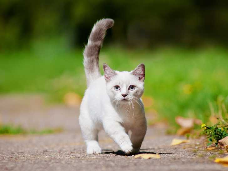 Munchkin se promenant sur un sentier entouré de verdure