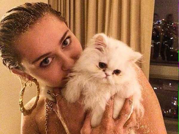 Shanti Om Bb, Lilo et Keke, les trois chats de Miley Cyrus