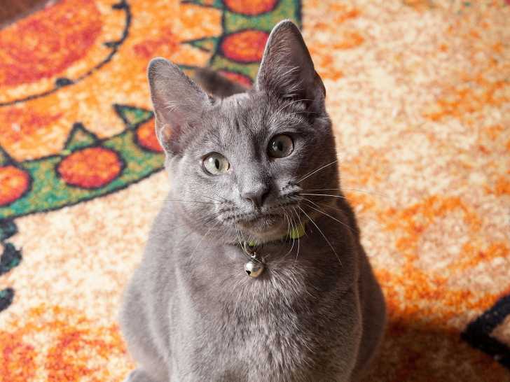 Merrick le chat détecteur d'hypoglycémie