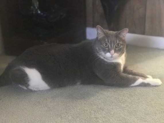 Shotzie le chat à l'écoute de l'infarctus