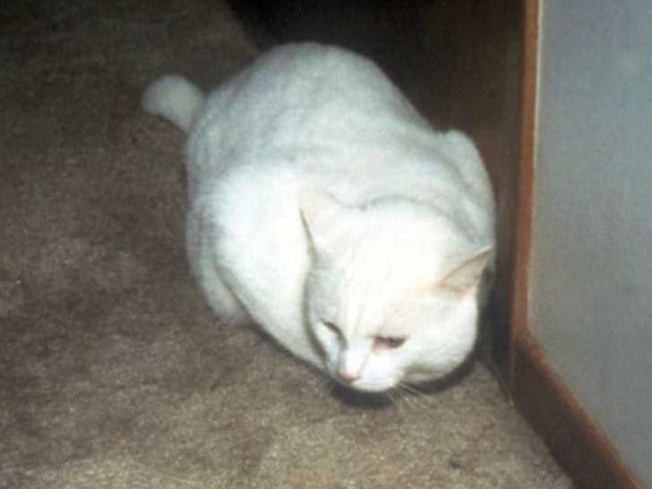 Snowball, le chat blanc de l'enquête sur la mort de Shirley Duguay