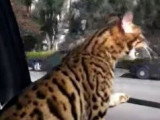 Chat Qui Halete En Voiture Comportement Du Chat