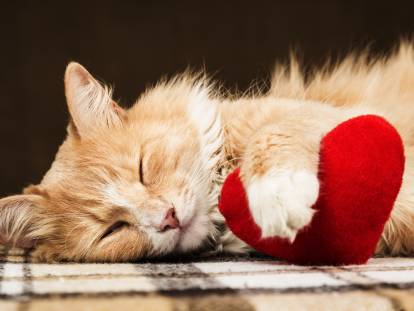 Un chat roux tient un coeur dans ses pattes