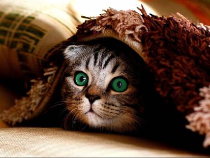 Un chat tigré avec des beaux yeux verdoyant sous la couverture