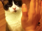 Dusty Le Chat Kleptomane Qui Vole Le Voisinage Video