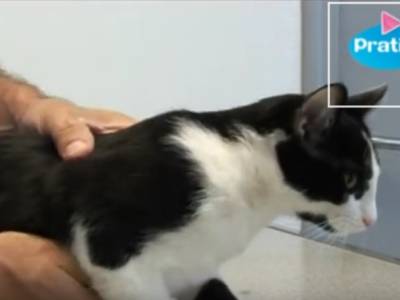 Comment Calmer Un Chat Enerve De Facon Naturelle Video