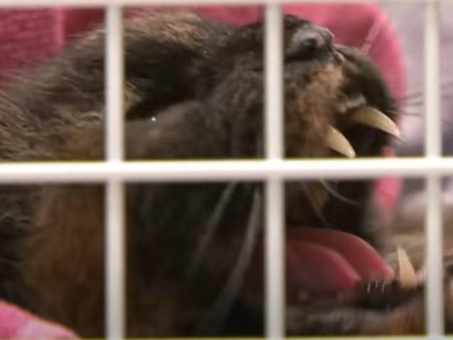 Un Chat Rebelle A La Piqure Griffe Et Mord Sauvagement Une Aide Veterinaire Video