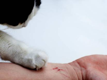 Un chat griffe le bras de son maître