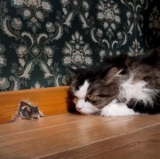 Chine Un Chat Et Une Souris Deviennent Meilleurs Amis