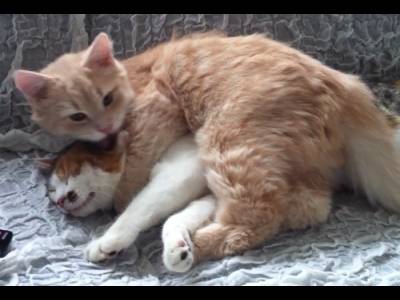 Le Maine Coon Un Chat De Race Tres Calin Video